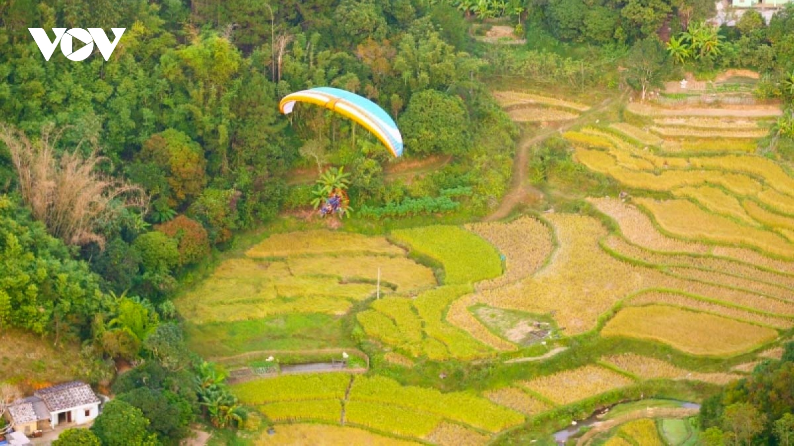 Paragliding over golden rice terrace fields in Northern Vietnam